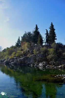 an island in the water with trees on it at La Olla Complejo Turistico in Santa Rosa de Calamuchita
