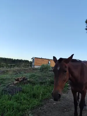 a brown horse is standing in a field at Brisas de la Cayana Cabaña Villa Alpina in Villa Alpina