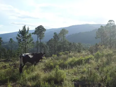 a black and white cow standing in a field at Brisas de la Cayana Cabaña Villa Alpina in Villa Alpina