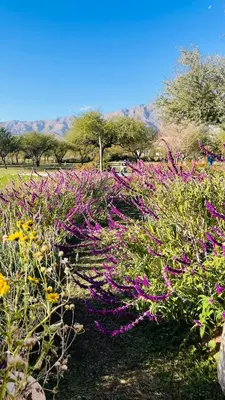 a field of purple flowers in a park at Finca La Linda in San Javier