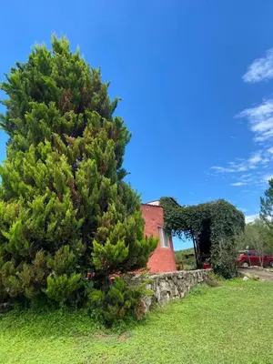 a pine tree in front of a house at La Pasionaria, casa de campo con pileta in Villa García
