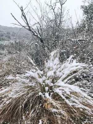 a plant with snow on it in a field at La Pasionaria, casa de campo con pileta in Villa García