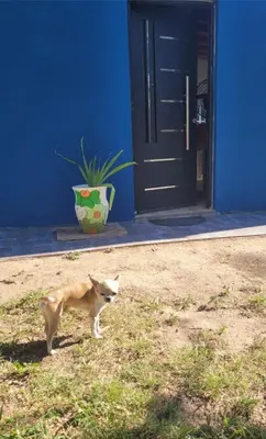 a cat standing in front of a blue house at La Herminda Casas de Campo in Nono