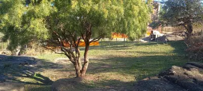 a tree in the middle of a field with rocks at Cabaña Cerca del rio Cabalango in Cavalango