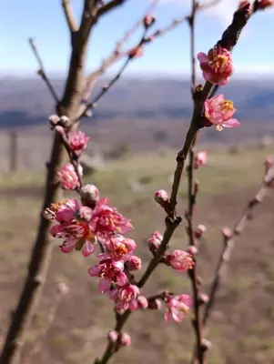 a branch of a tree with pink flowers on it at Lavanda y Romero Villa Yacanto de Calamuchita in Villa Yacanto