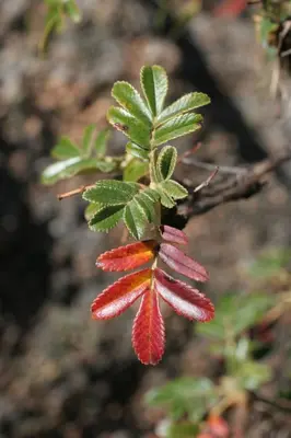 a group of red and green leaves on a plant at Lavanda y Romero Villa Yacanto de Calamuchita in Villa Yacanto