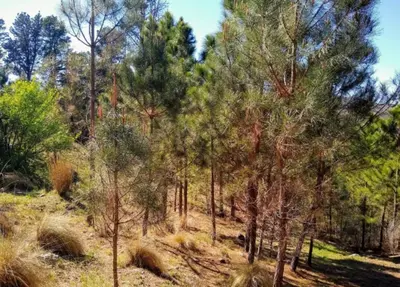 a forest of pine trees on a hill at Terrazas del Pinar, Loft con pileta exclusiva en bosque serrano in Villa Ciudad de America
