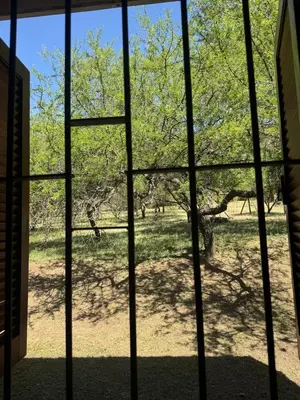 a view of a tree from a window at Cabañas De La Colina in Villa General Belgrano