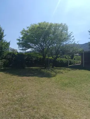 a tree in the middle of a yard at Los Algarrobos in Bialet Massé