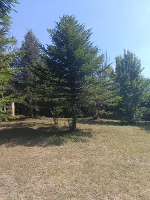 a tree in a field with trees in the background at Los Algarrobos in Bialet Massé