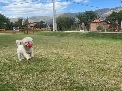 a small white dog with a ball in its mouth at La Jocunda - Cortaderas - Piscu Yaco in Cortaderas