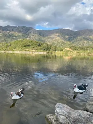 two ducks swimming in a body of water at La Jocunda - Cortaderas - Piscu Yaco in Cortaderas