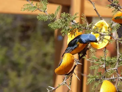 a bird is eating fruit from a tree at Complejo Pasos Malos in Merlo