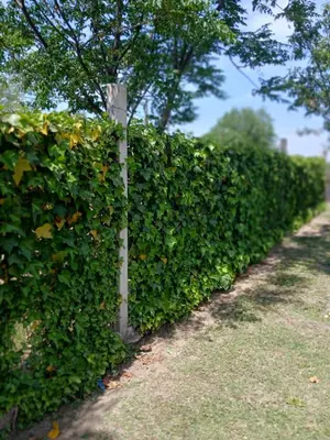 a hedge with a wooden post next to a road at Wikam in Cordoba