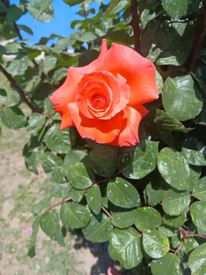 a red rose on a bush with green leaves at Wikam in Cordoba