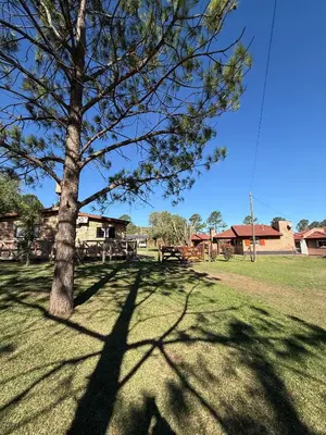 a tree in the middle of a grass field at Cabañas Lomas del mirador in Villa del Dique