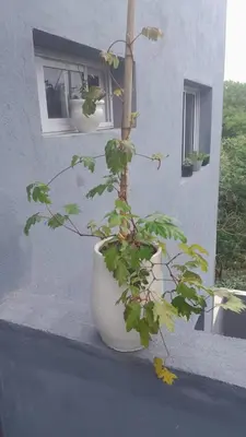 a plant in a white pot sitting on a window sill at Departamento en Villa del Lago, Carlos Paz in Villa Carlos Paz