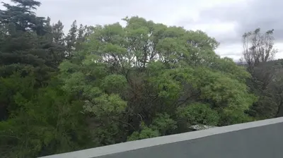 a view of trees from the top of a road at Departamento en Villa del Lago, Carlos Paz in Villa Carlos Paz