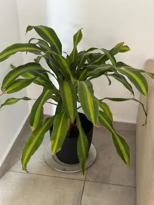 a green plant in a pot sitting on a floor at NUEVO a 3 cuadras del shopping Patio Olmos con ASADOR y terraza amoblada in Cordoba