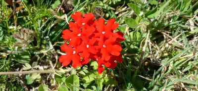 a red flower is growing in the grass at El Paraíso de las Chacras in Las Chacras (La Paz)
