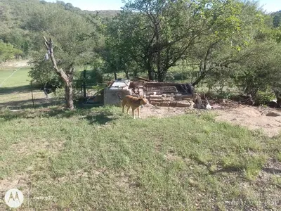 a dog standing in a field next to a building at CASA ANTONIO-sobre el rio in Villa Carlos Paz