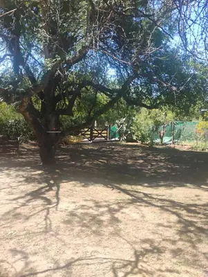 a tree in a field with a large shade at Casa de campo con pileta in Alta Gracia