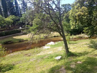 a tree in the grass next to a river at Tanti casita del rio in Tanti Nuevo