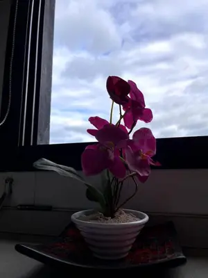 a pink flower in a white bowl on a plate at depto a 1 cuadra de peatonal, luminoso con pile y cochera in Villa Carlos Paz