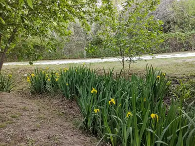 a garden with yellow daffodils in a park at Cabañas El Ceibo in La Bolsa
