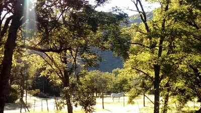 a white horse standing in a field between trees at Habitación doble SOLO PARA DAMAS in Villa General Belgrano