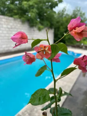 a plant with pink flowers in front of a pool at Depto 168 in Santa Rosa de Calamuchita