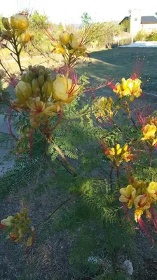 a group of flowers on the grass in a yard at Posta de Los Geranios in Villa Parque Siquiman