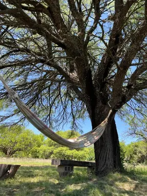 a hammock hanging from a tree next to a bench at Reserva Ichacuna in Los Hornillos