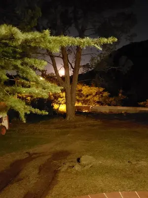 a tree in the middle of a yard at night at Rincon de la Selva in La Calera