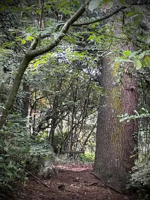 a group of trees in a wooded area at Casa Familiar in La Cumbrecita