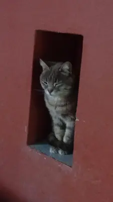 a cat sitting in a hole in a red wall at Playa Hostel in Santa Rosa de Calamuchita