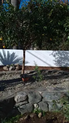 two pictures of a tree and a stone wall at Casa Josefina in Merlo