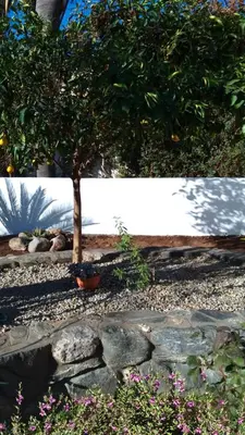 two pictures of a tree and a stone wall at Casa Josefina in Merlo