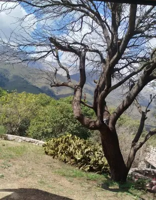a tree in a field with a mountain in the background at DonPedro in Los Hornillos