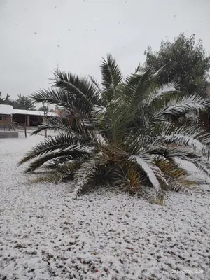 a palm tree covered in snow on a beach at Cabañas Las Glicinas in Las Rabonas