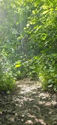 a dirt trail in a forest with green trees at MONTE CABAÑA San Clemente in San Clemente