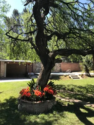 a tree in a pot with flowers in a yard at Finca - CASONA LAS MANSAS in Bialet Massé