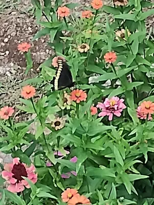 a butterfly sitting on a plant with flowers at Zelenaiplava dormis in Merlo