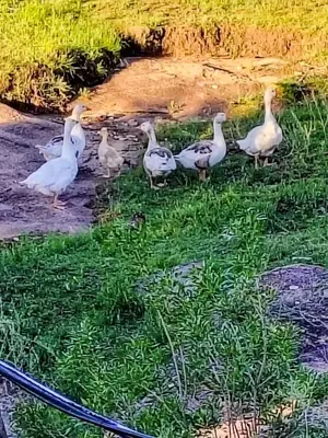 a group of ducks standing in the grass at Kuntur Casas de Campo in Mina Clavero