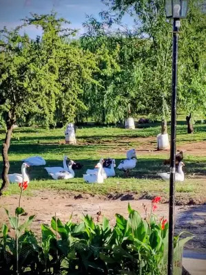 a group of swans sitting on the grass in a park at Kuntur Casas de Campo in Mina Clavero