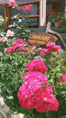 a bunch of pink flowers next to a sign at Cabañas Mari-Tina in Villa Serranita