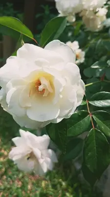 a close up of a white rose with green leaves at Cabañas Mari-Tina in Villa Serranita