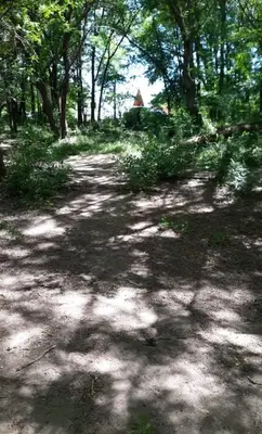 a dirt road in a forest with trees at Cabaña Paz in Santa Rosa de Calamuchita