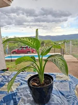 a plant in a pot sitting on a table at Cabaña la Fride in Cosquín