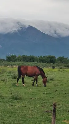 a horse grazing in a field with a mountain in the background at Cabaña Valle del alma in Nono